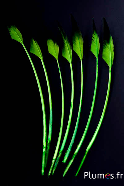 Cygne flèche - 28-33 cm - lime-noir